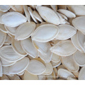 wholesale shine skin pumpkin seeds in shell